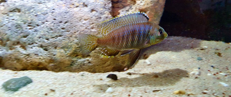 Otopharynx sp. 'auromarginatus goldhead' Nkolongwe